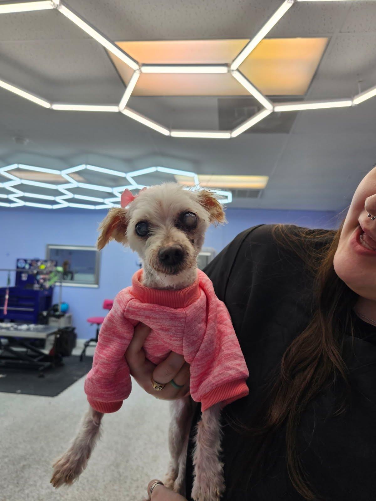 Ireland, Adoptable, Senior Female Maltese.