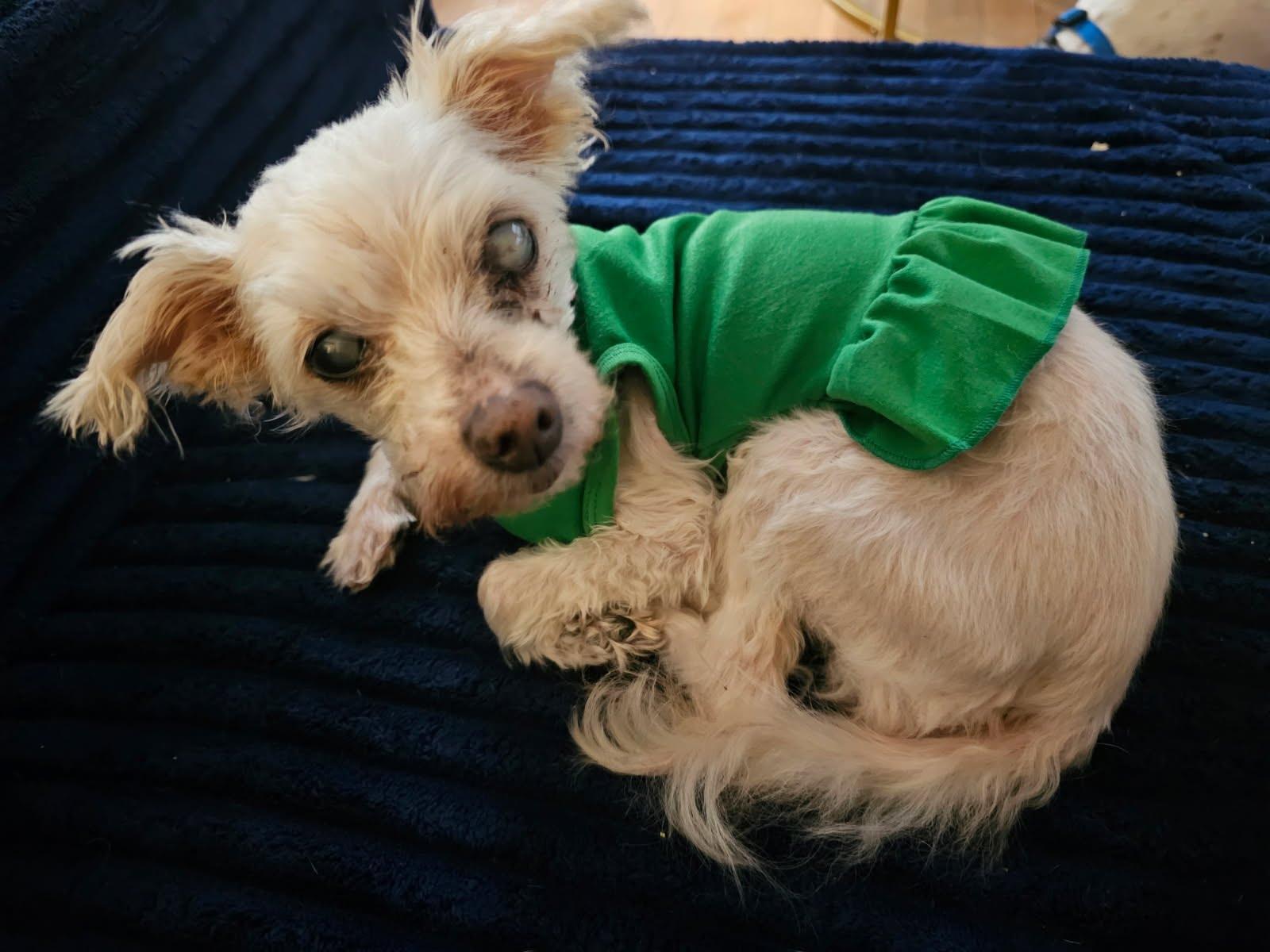 Enlarge Ireland, a Adoptable mixed breed in Knoxville, TN image 2/4