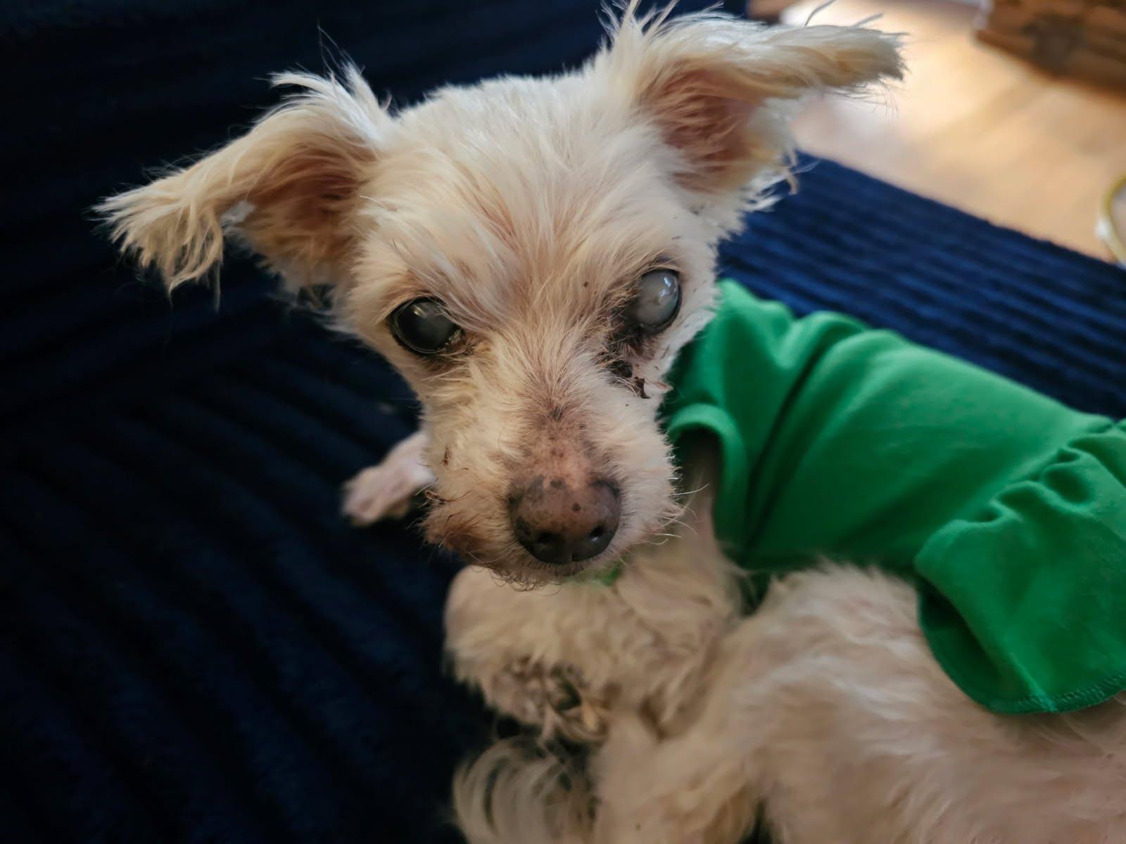 Enlarge Ireland, a Adoptable mixed breed in Knoxville, TN image 3/4