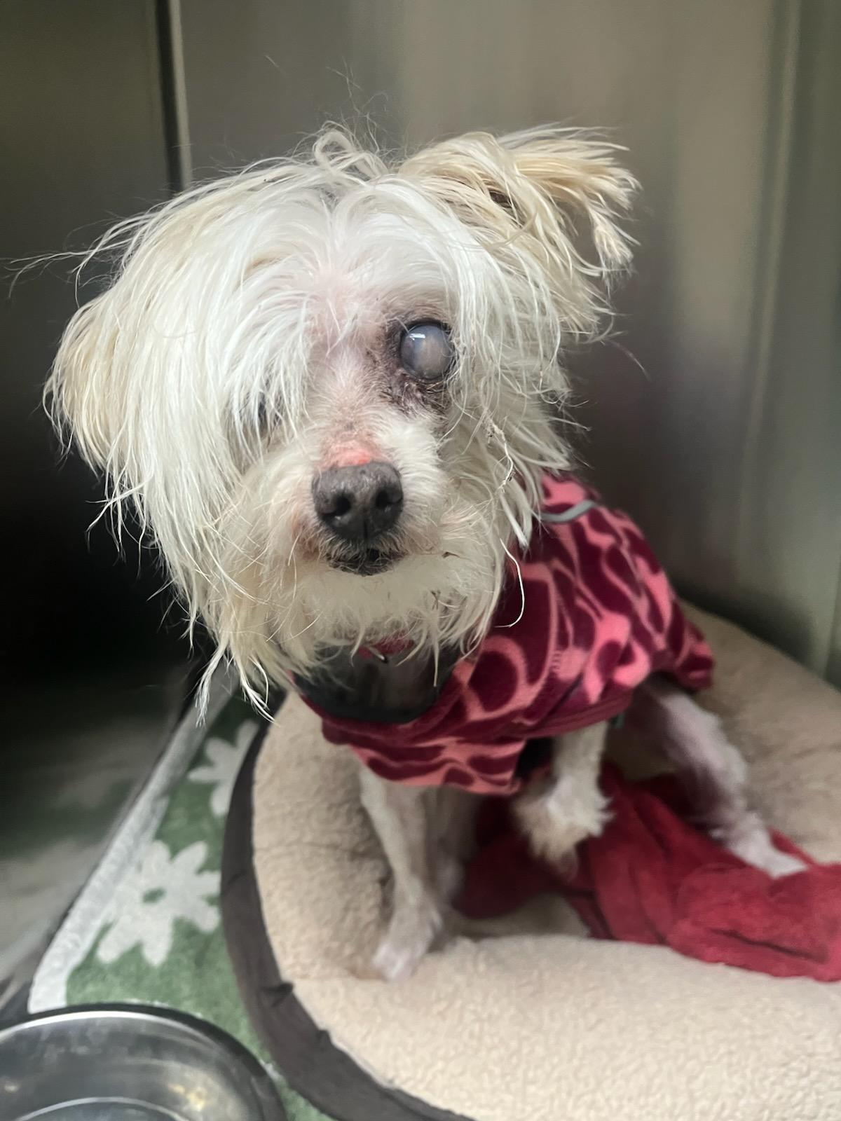 Enlarge Ireland, a Adoptable mixed breed in Knoxville, TN image 2/2