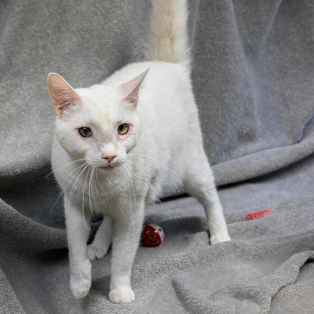 Enlarge Dylan, a Adoptable Domestic Short Hair in Versailles, KY image 1/3