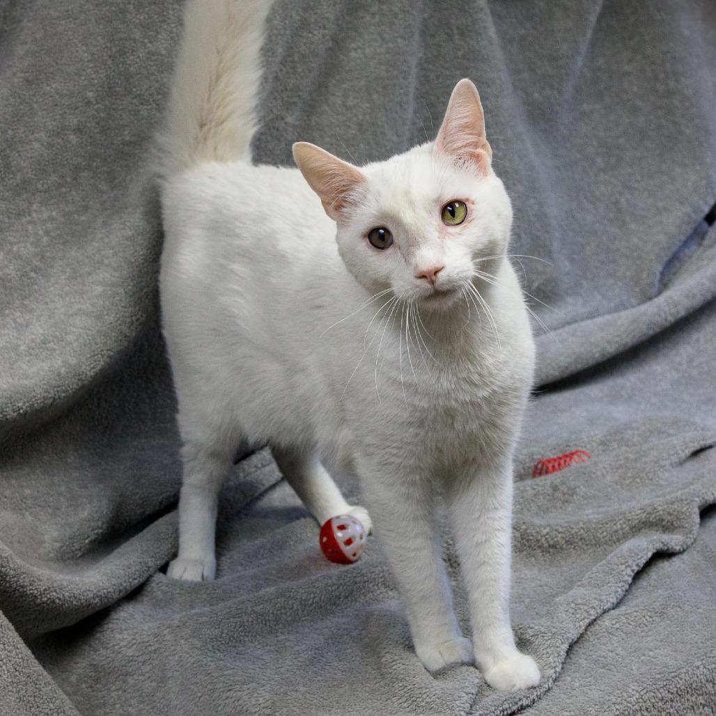 Enlarge Dylan, a Adoptable Domestic Short Hair in Versailles, KY image 2/3