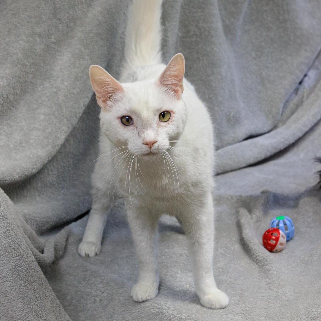 Enlarge Dylan, a Adoptable Domestic Short Hair in Versailles, KY image 3/3