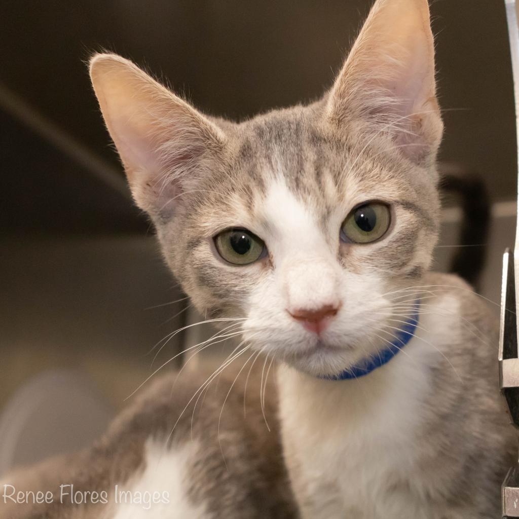 Enlarge Petrov, an adopted Domestic Short Hair in Chicago, IL image 2/5