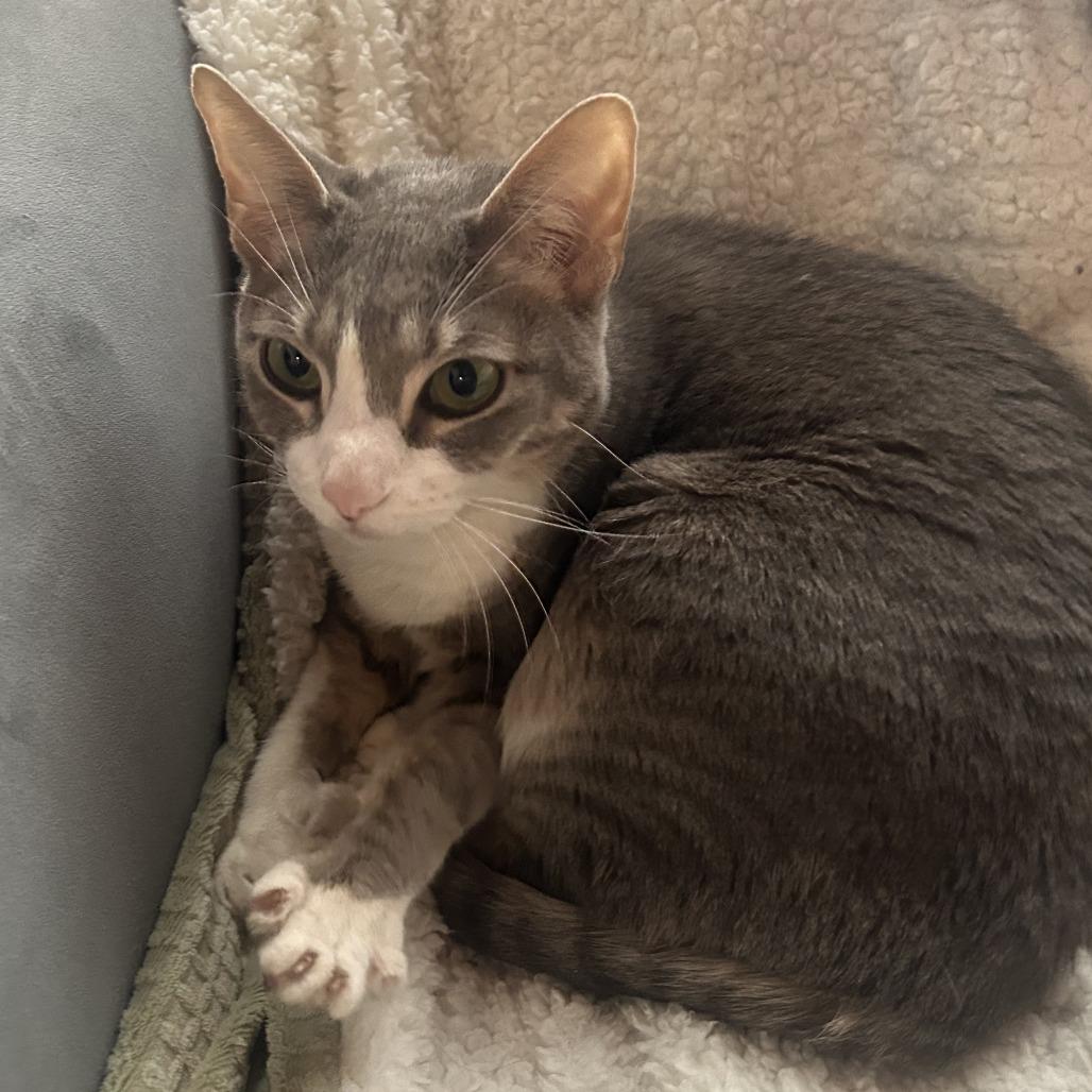 Enlarge Petrov, an adopted Domestic Short Hair in Chicago, IL image 3/5