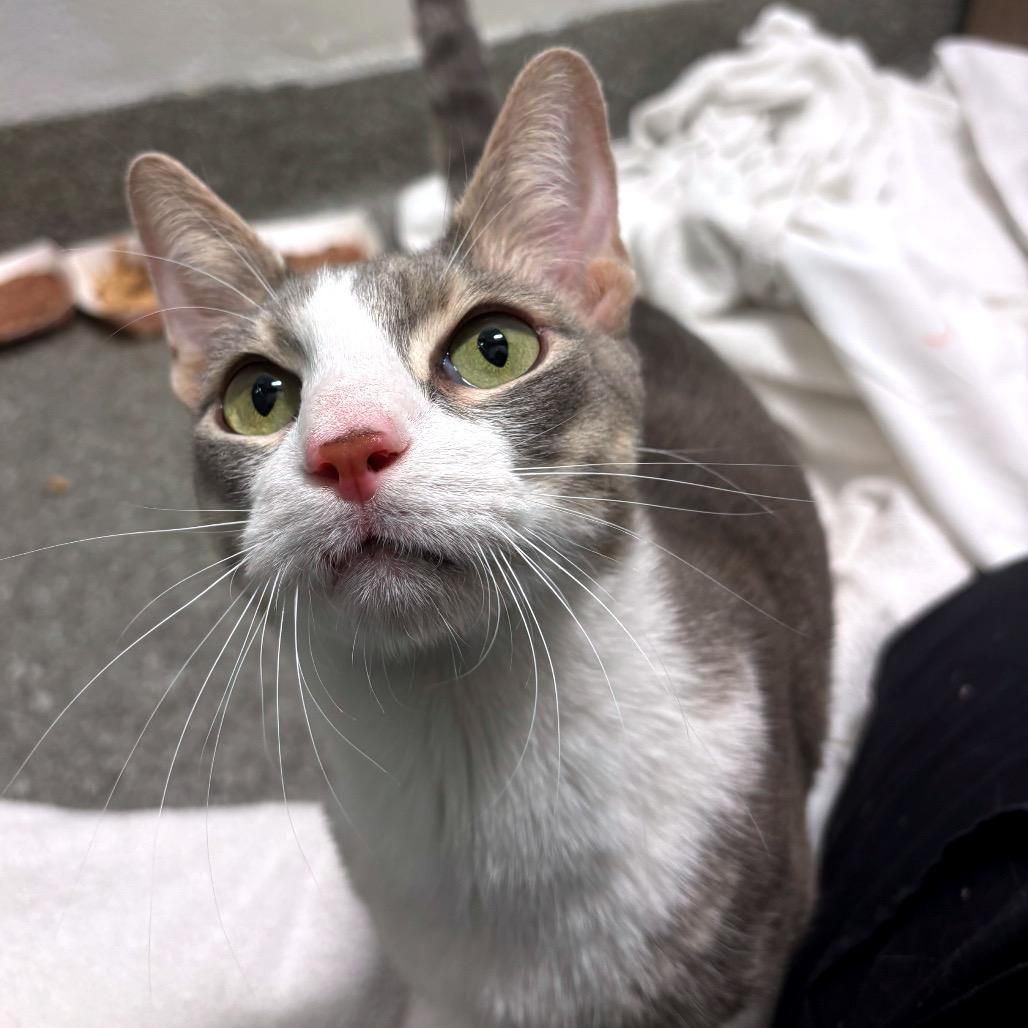 Enlarge Petrov, an adopted Domestic Short Hair in Chicago, IL image 1/5