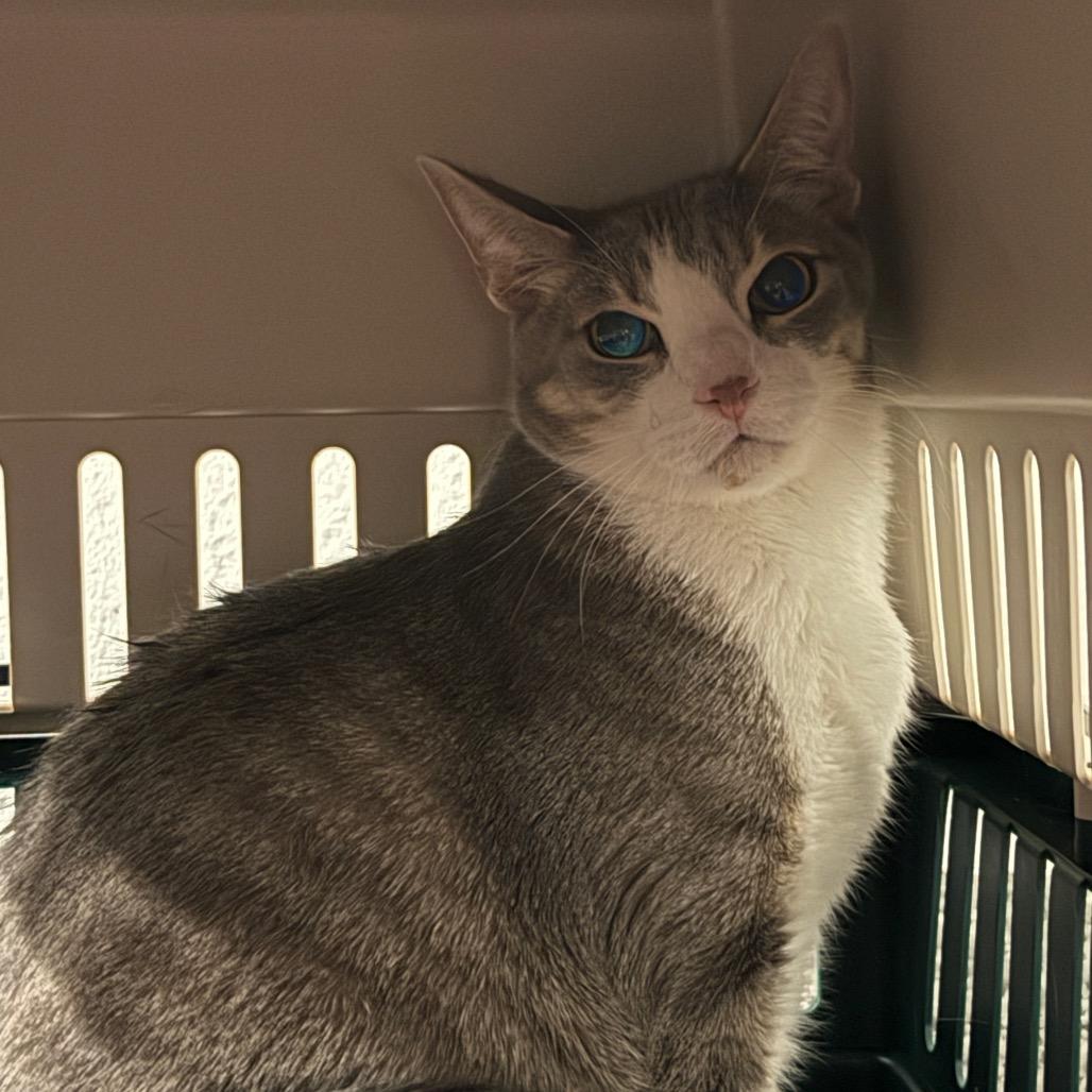 Enlarge Petrov, an adopted Domestic Short Hair in Chicago, IL image 4/5