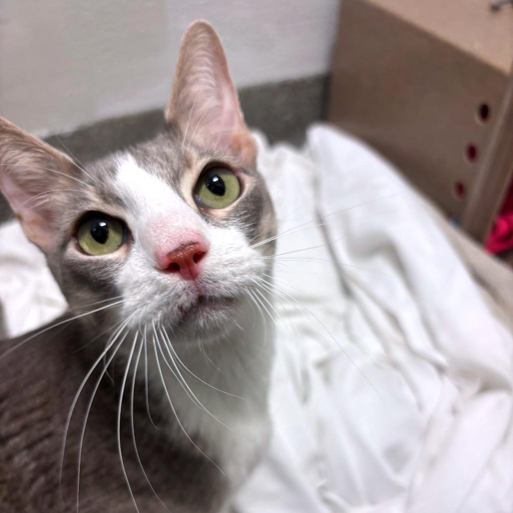 Enlarge Petrov, an adopted Domestic Short Hair in Chicago, IL image 5/5