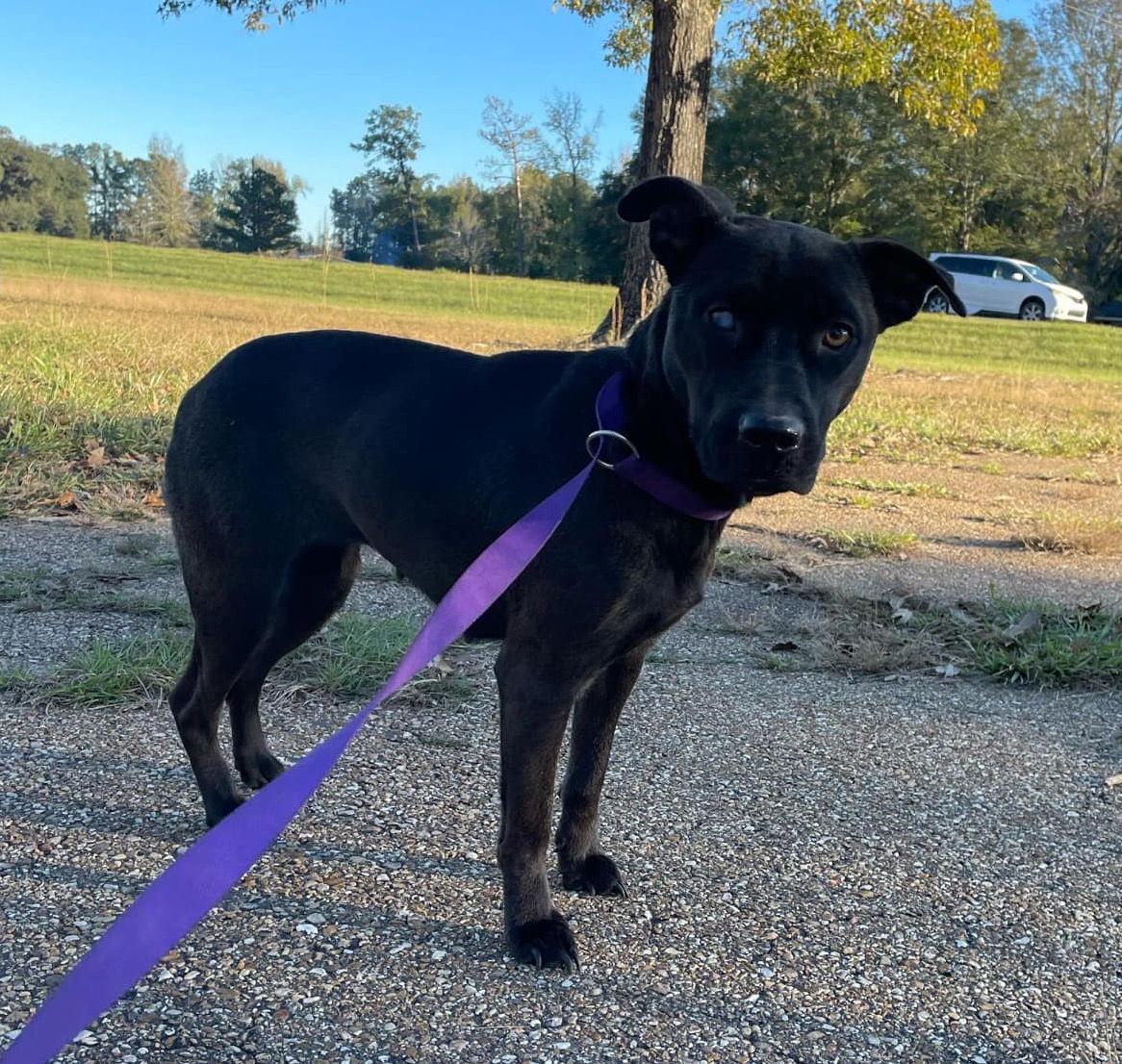 Luna, a Adoptable mixed breed in Ridgefield, CT image 1/3
