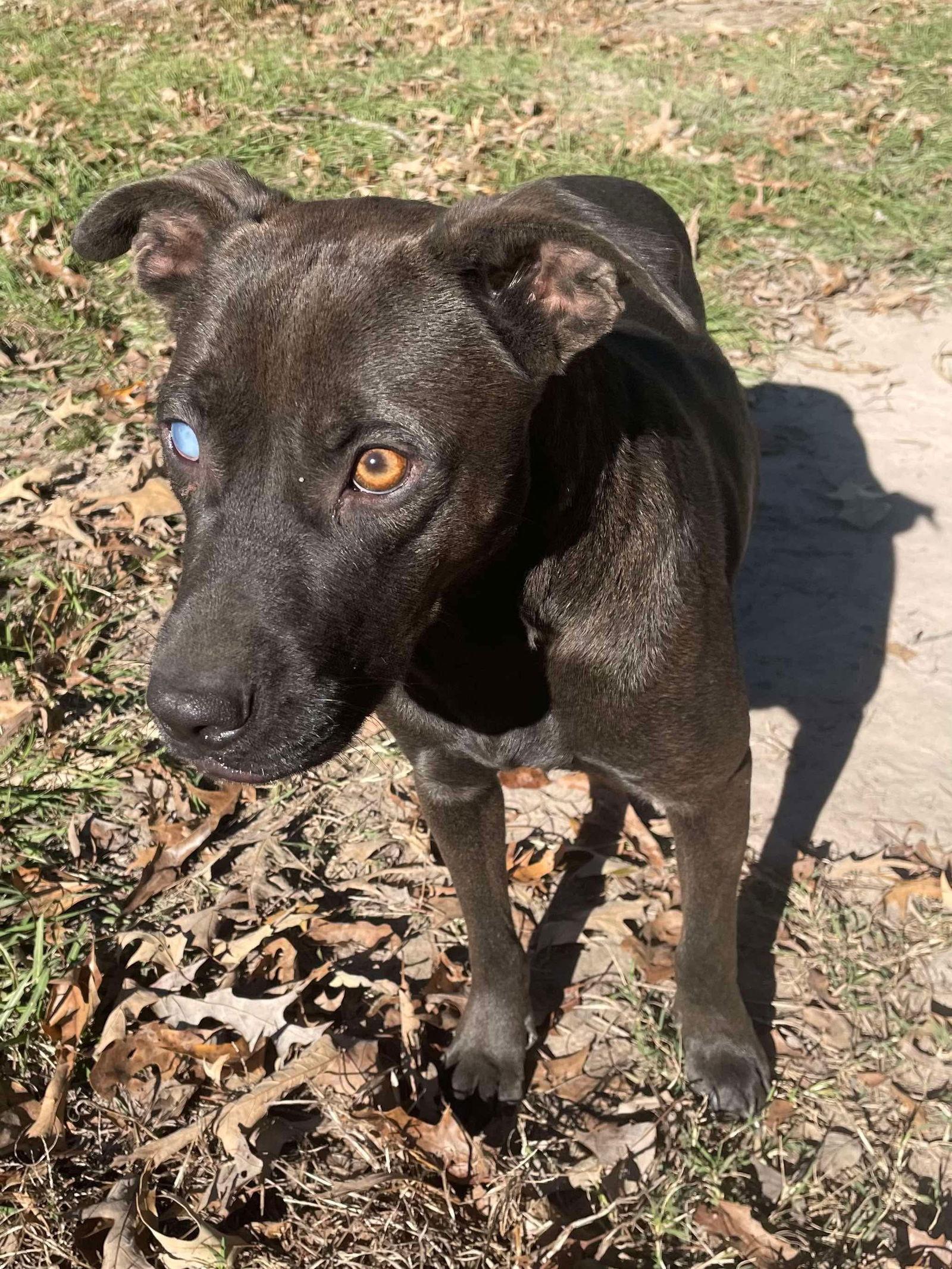 Luna, a Adoptable mixed breed in Ridgefield, CT image 2/3