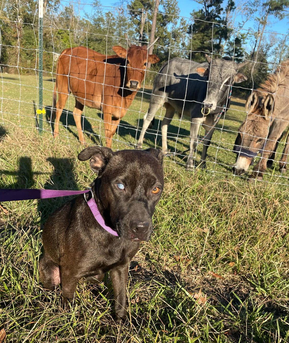 Luna, a Adoptable mixed breed in Ridgefield, CT image 3/3