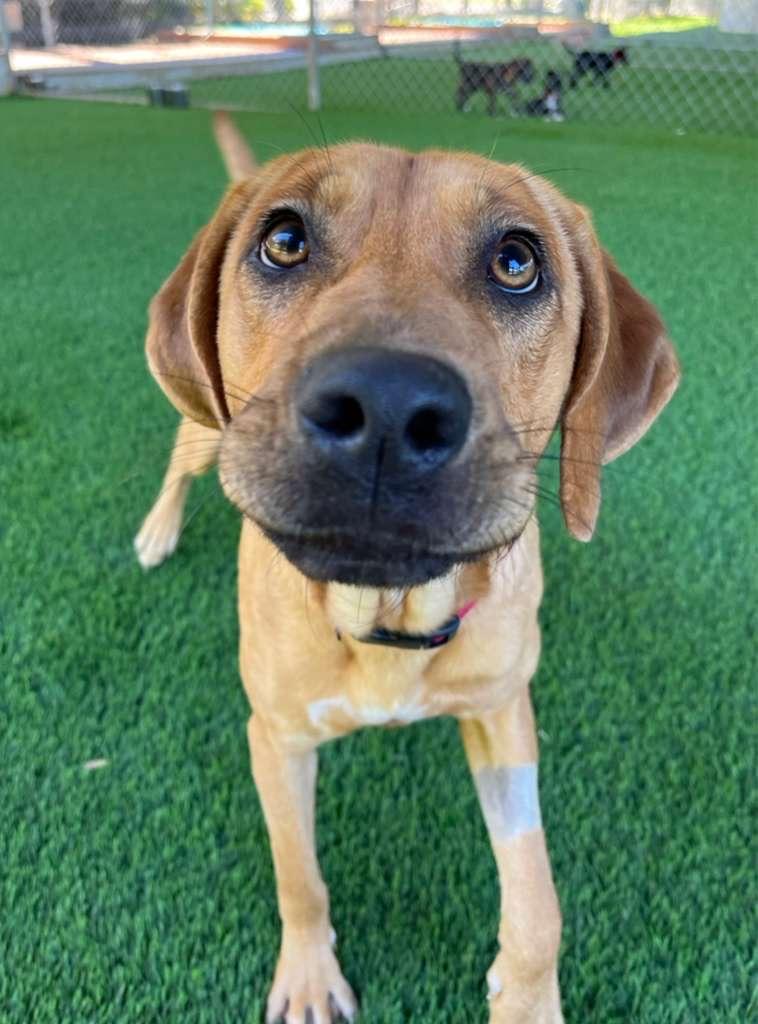 Enlarge Kamari, a Adoptable Mixed Breed in Brooklyn, NY image 3/5