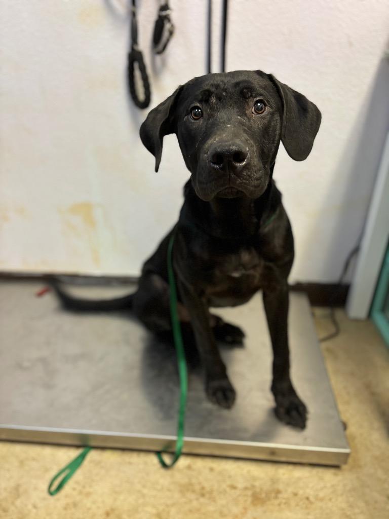 Zorro, Adoptable, Adult Male Labrador Retriever.