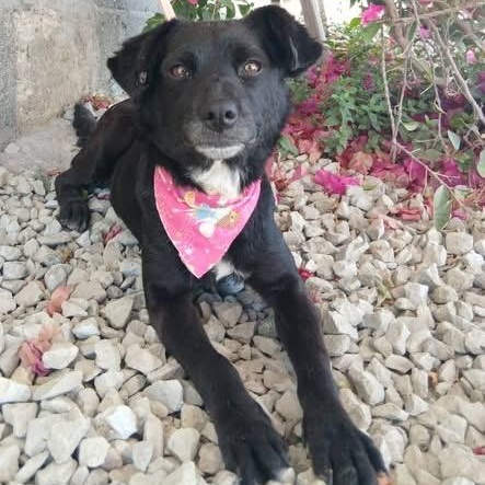 BARB, Adoptable, Young Female Chihuahua.