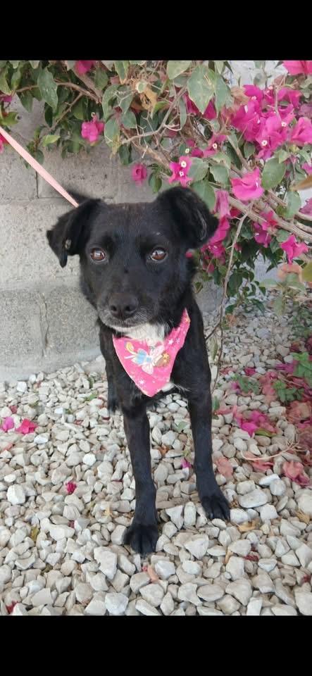 Enlarge BARB, a Adoptable mixed breed in Langley, BC image 2/4
