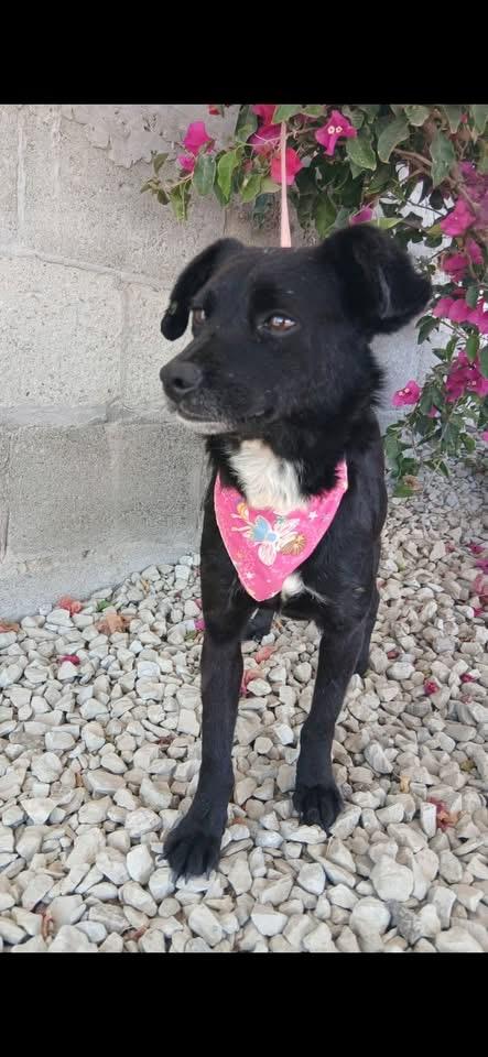 Enlarge BARB, a Adoptable mixed breed in Langley, BC image 4/4
