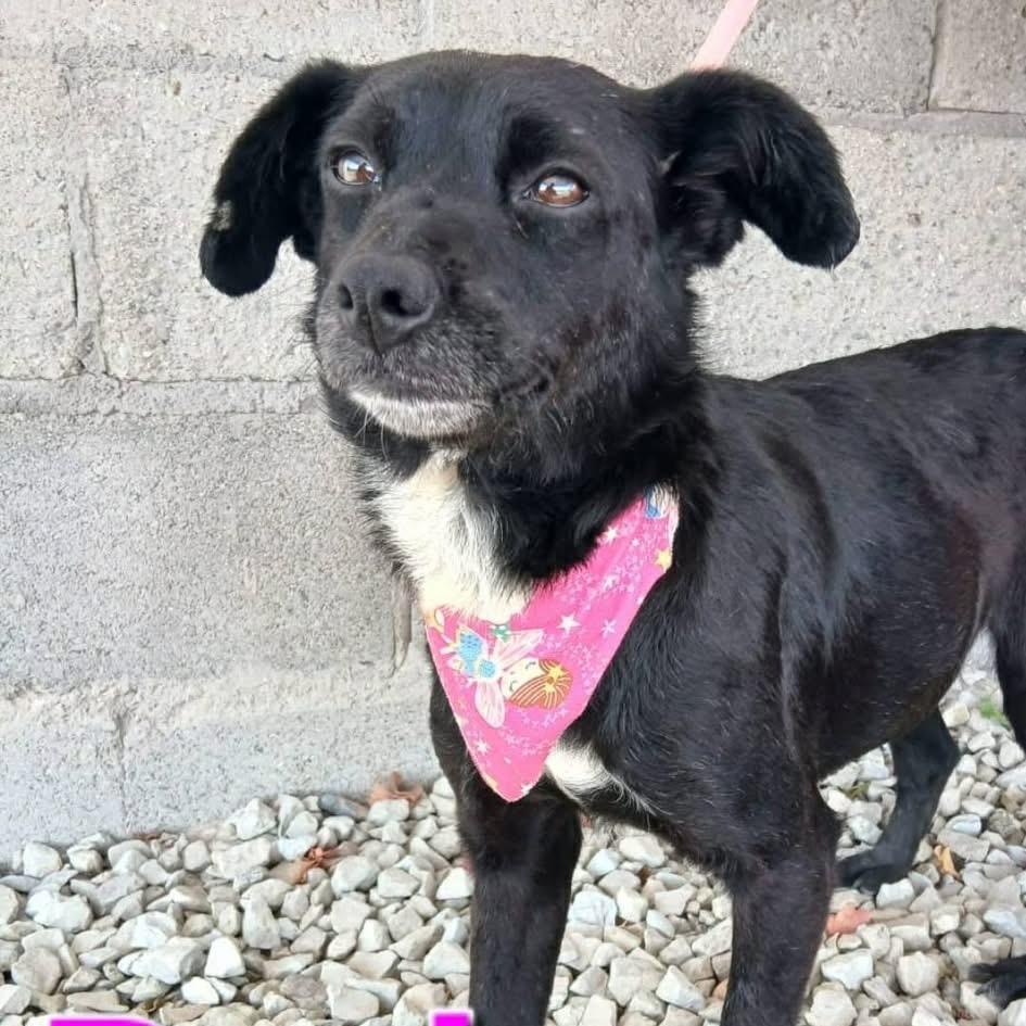 Enlarge BARB, a Adoptable mixed breed in Langley, BC image 3/4