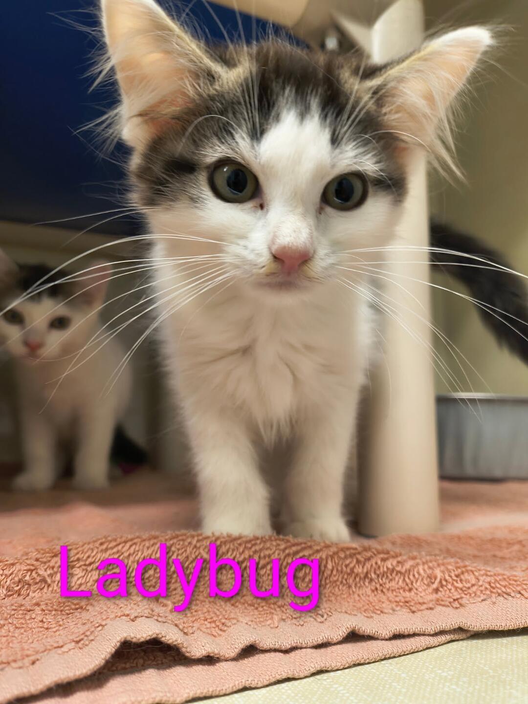 Ladybug