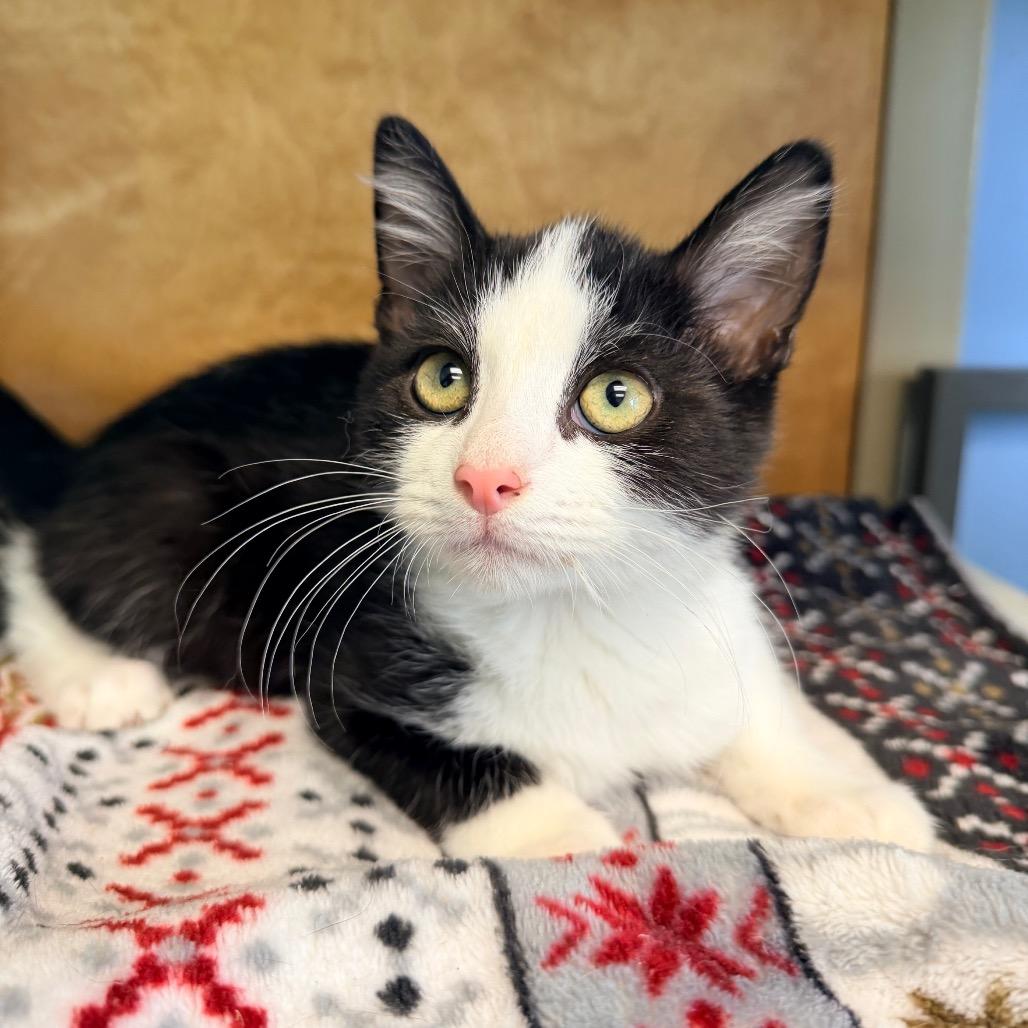 Enlarge Whiteout, a Adoptable Domestic Short Hair in Columbus, GA image 1/2