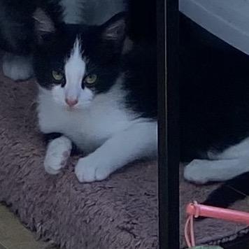 Enlarge Whiteout, a Adoptable Domestic Short Hair in Columbus, GA image 2/2