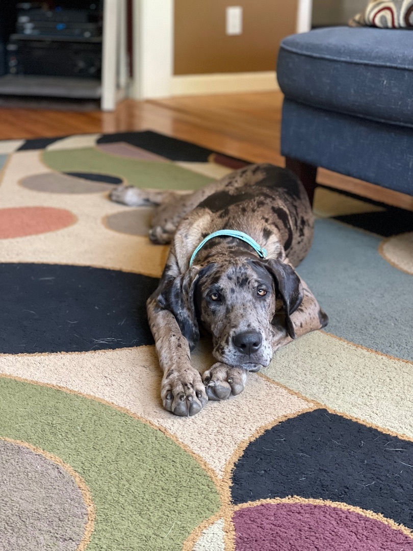 Maddie, Adopted, Puppy Female Great Dane.