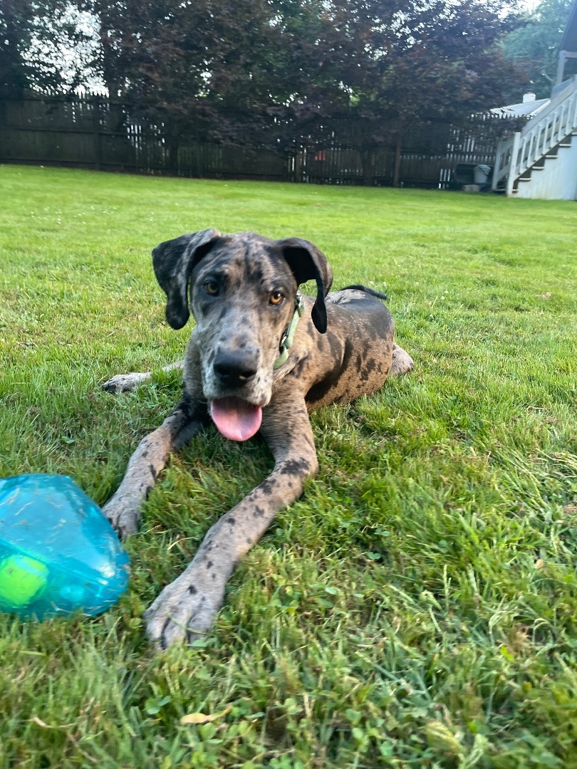 Enlarge Maddie, a Adopted Great Dane in South Deerfield, MA image 2/12