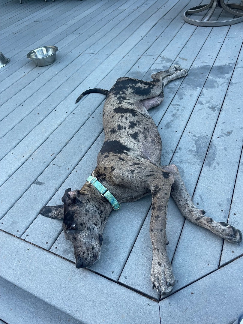 Enlarge Maddie, a Adopted Great Dane in South Deerfield, MA image 3/12