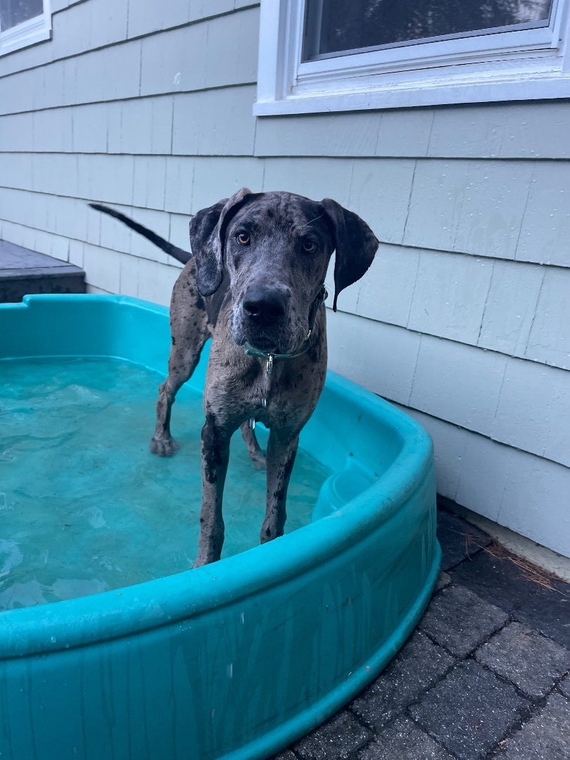 Enlarge Maddie, a Adopted Great Dane in South Deerfield, MA image 4/12