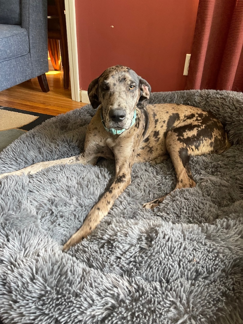 Enlarge Maddie, a Adopted Great Dane in South Deerfield, MA image 5/12