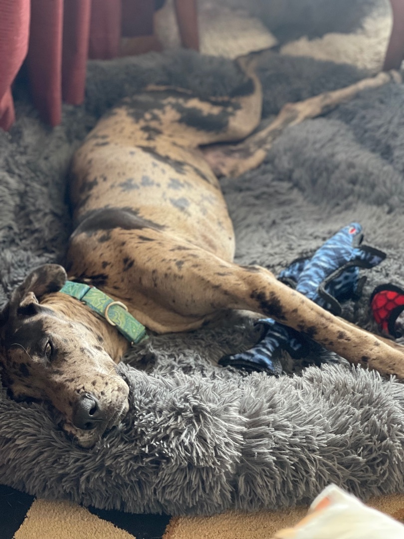 Enlarge Maddie, a Adopted Great Dane in South Deerfield, MA image 6/12