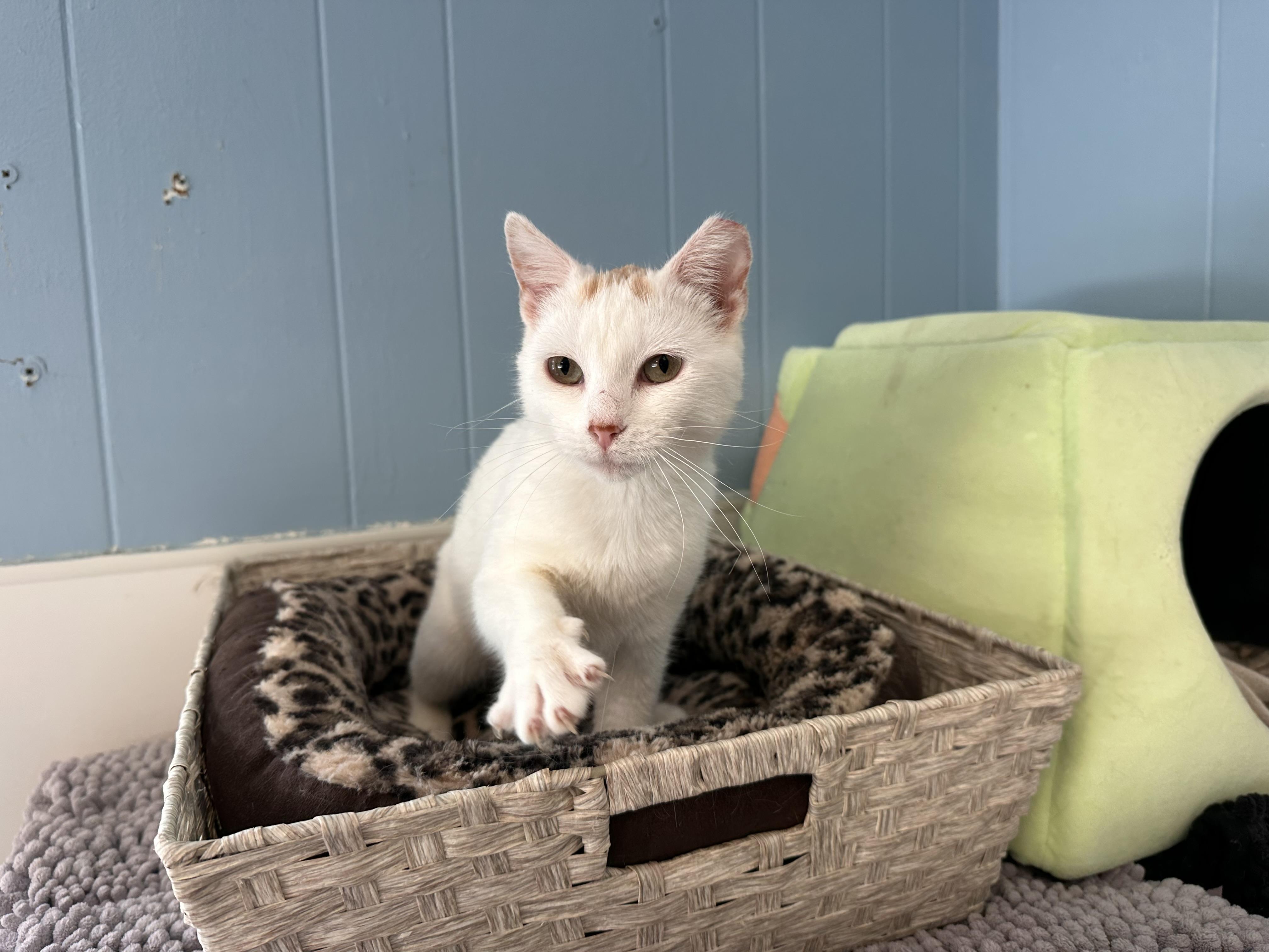 Enlarge Chiffon, a ADOPTABLE mixed breed in Chattanooga, TN image 6/6