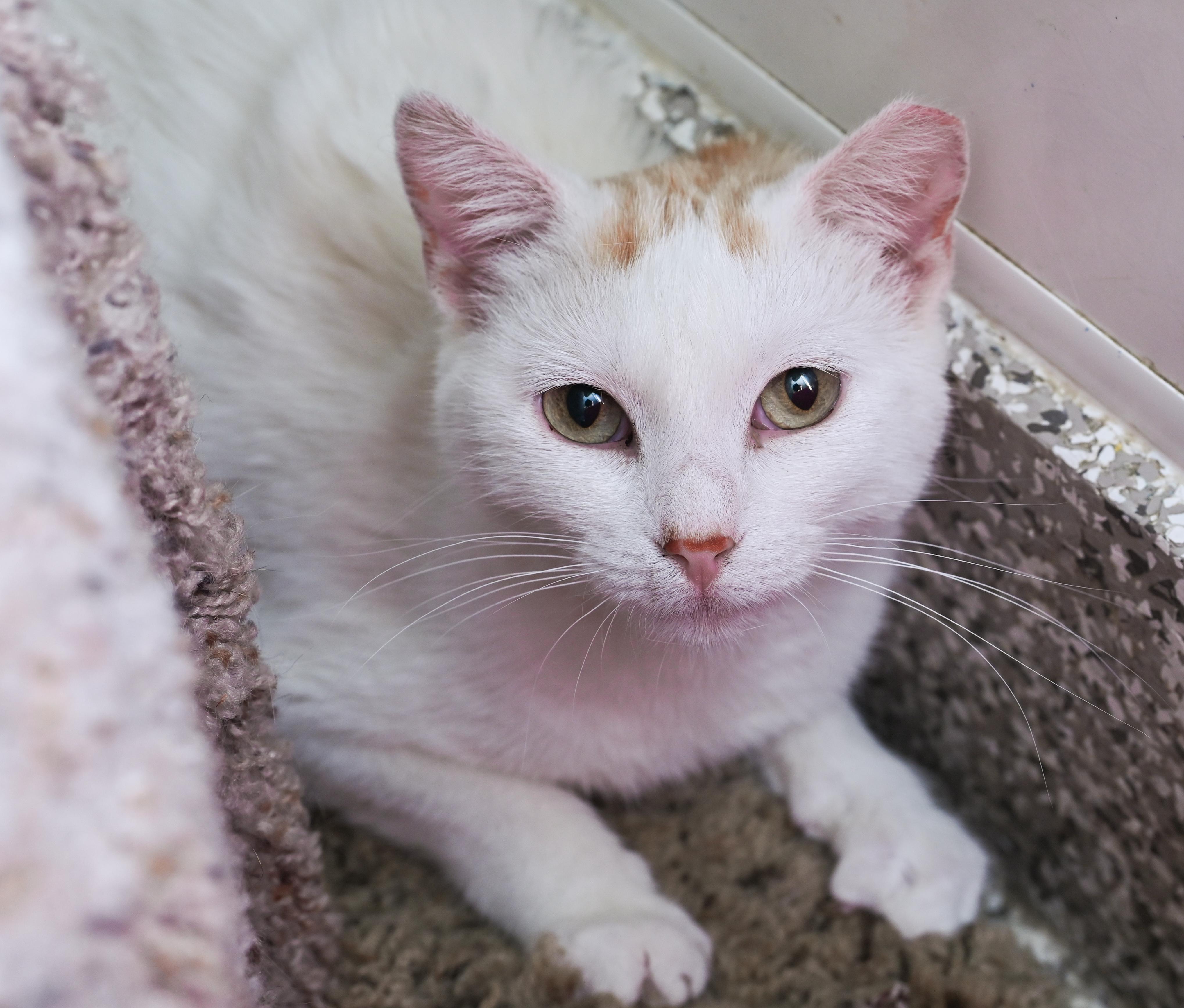 Enlarge Chiffon, a ADOPTABLE mixed breed in Chattanooga, TN image 4/6