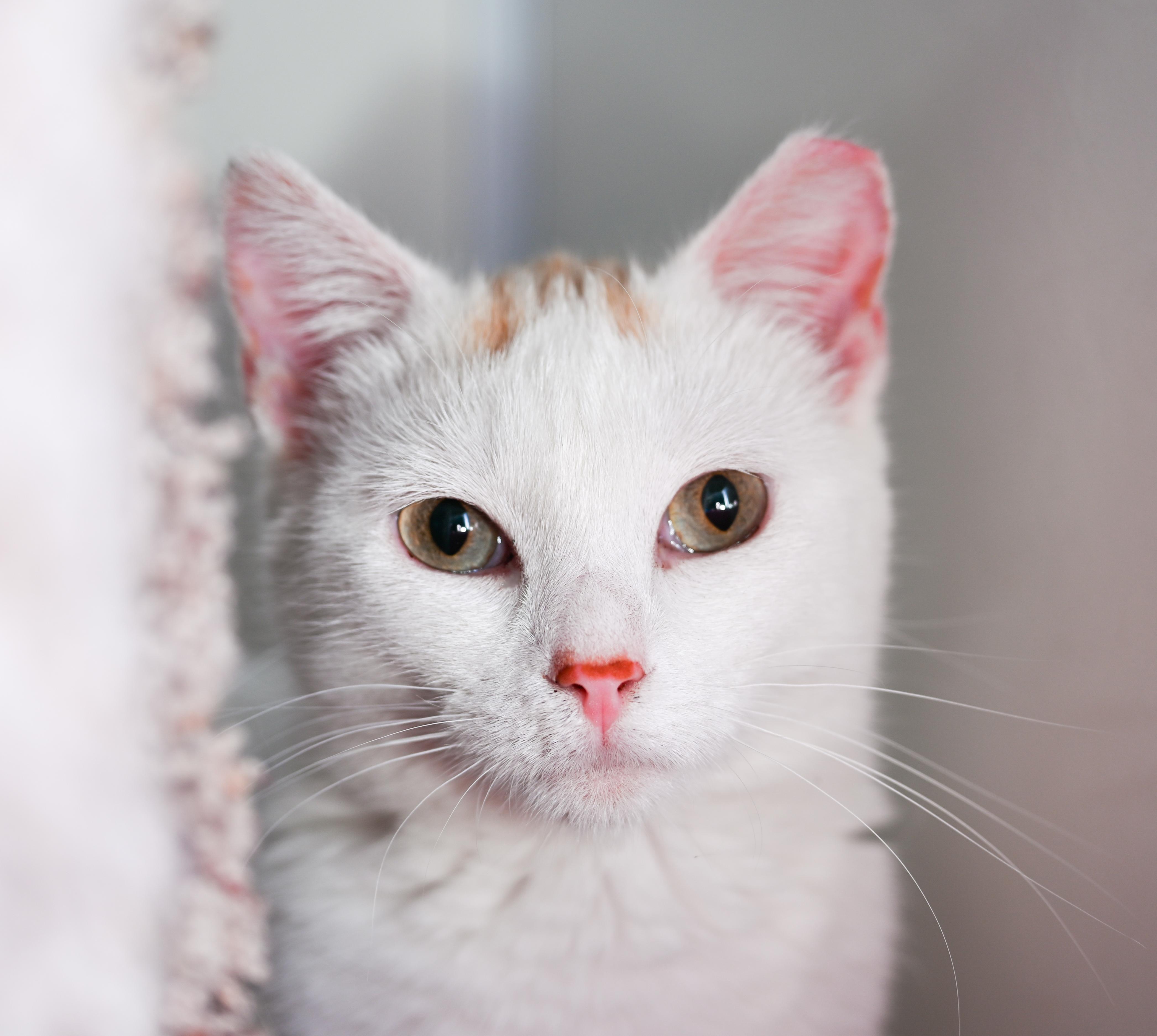Enlarge Chiffon, a ADOPTABLE mixed breed in Chattanooga, TN image 3/6