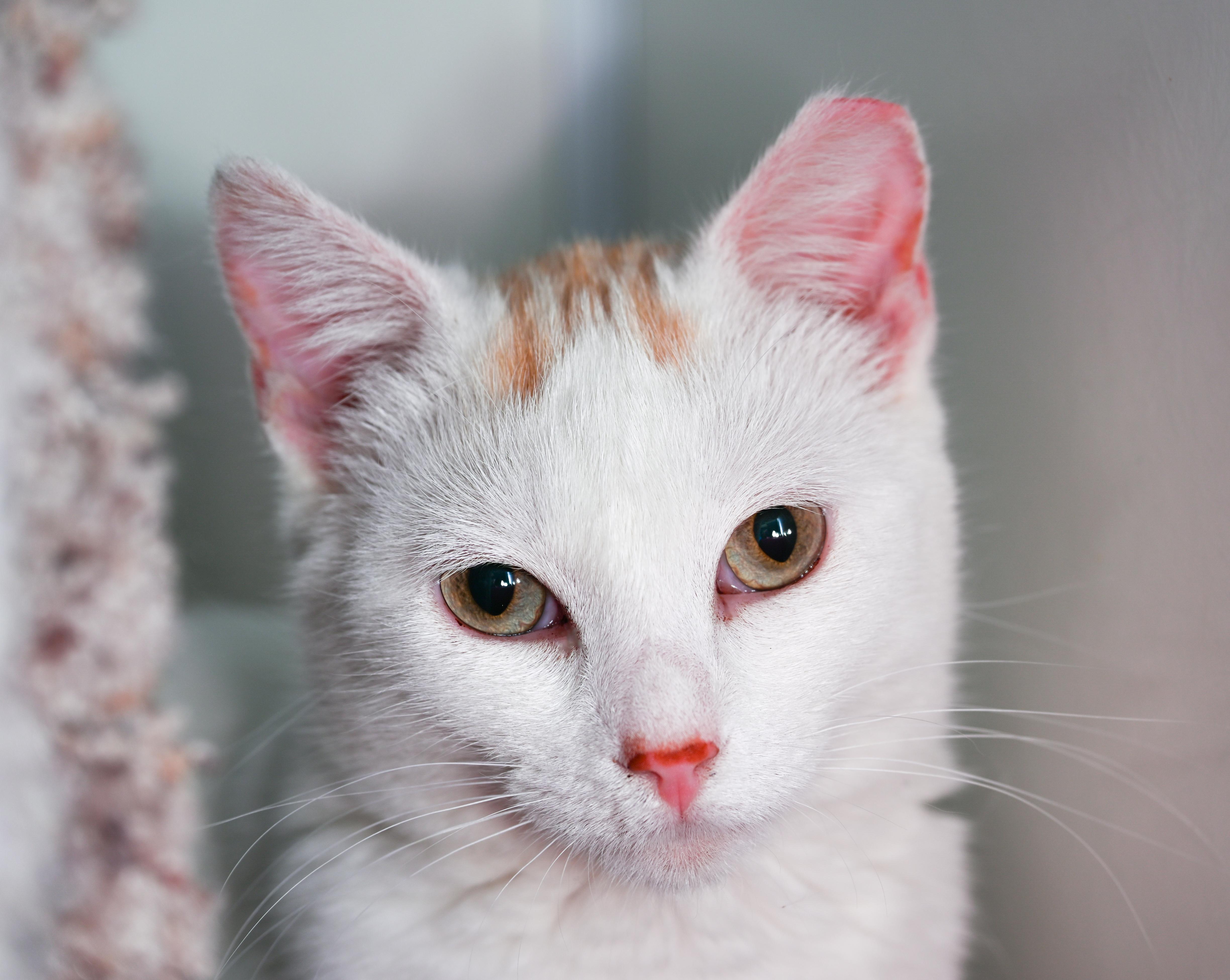 Enlarge Chiffon, a ADOPTABLE mixed breed in Chattanooga, TN image 2/6