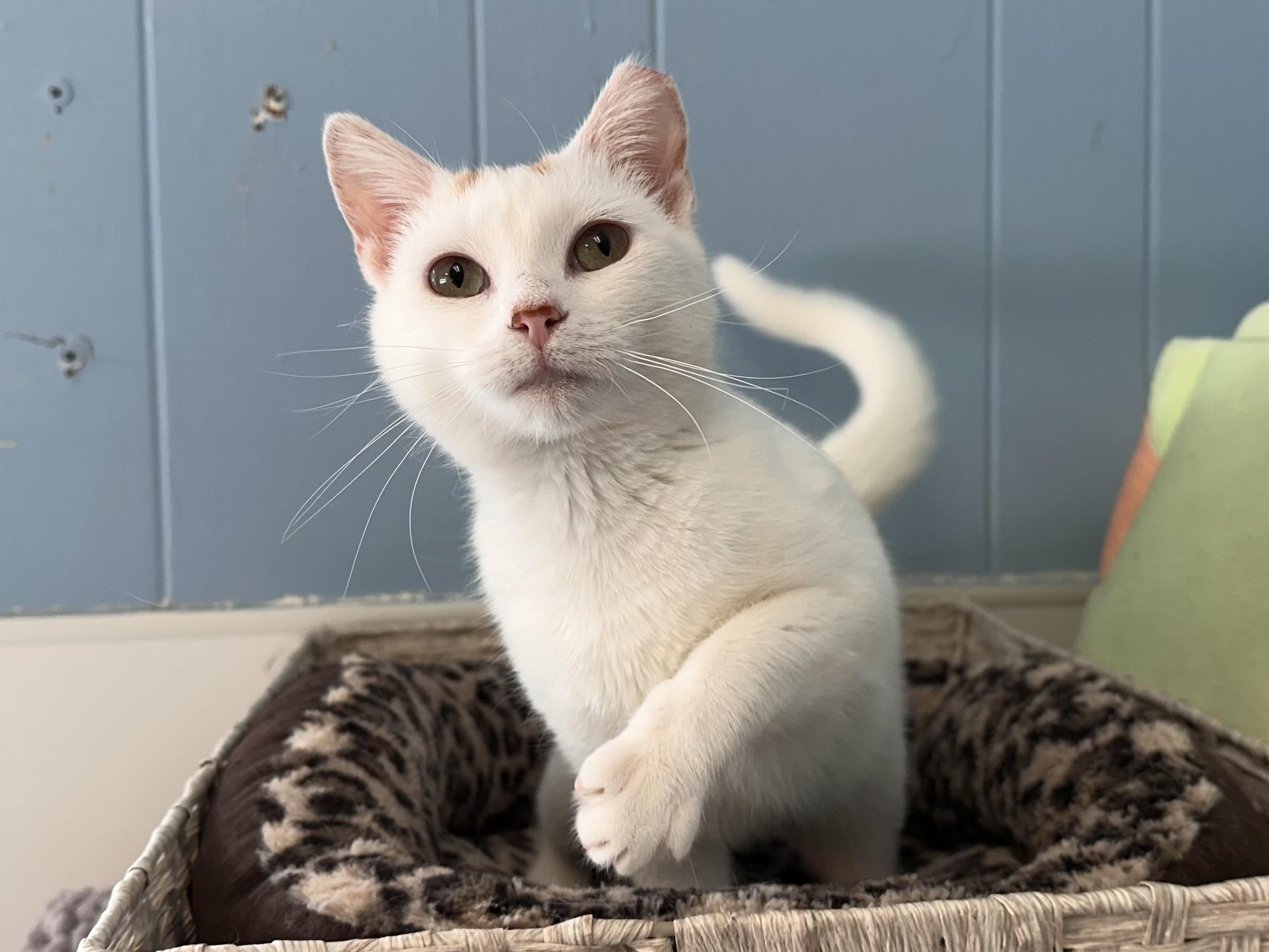 Enlarge Chiffon, a ADOPTABLE mixed breed in Chattanooga, TN image 5/6