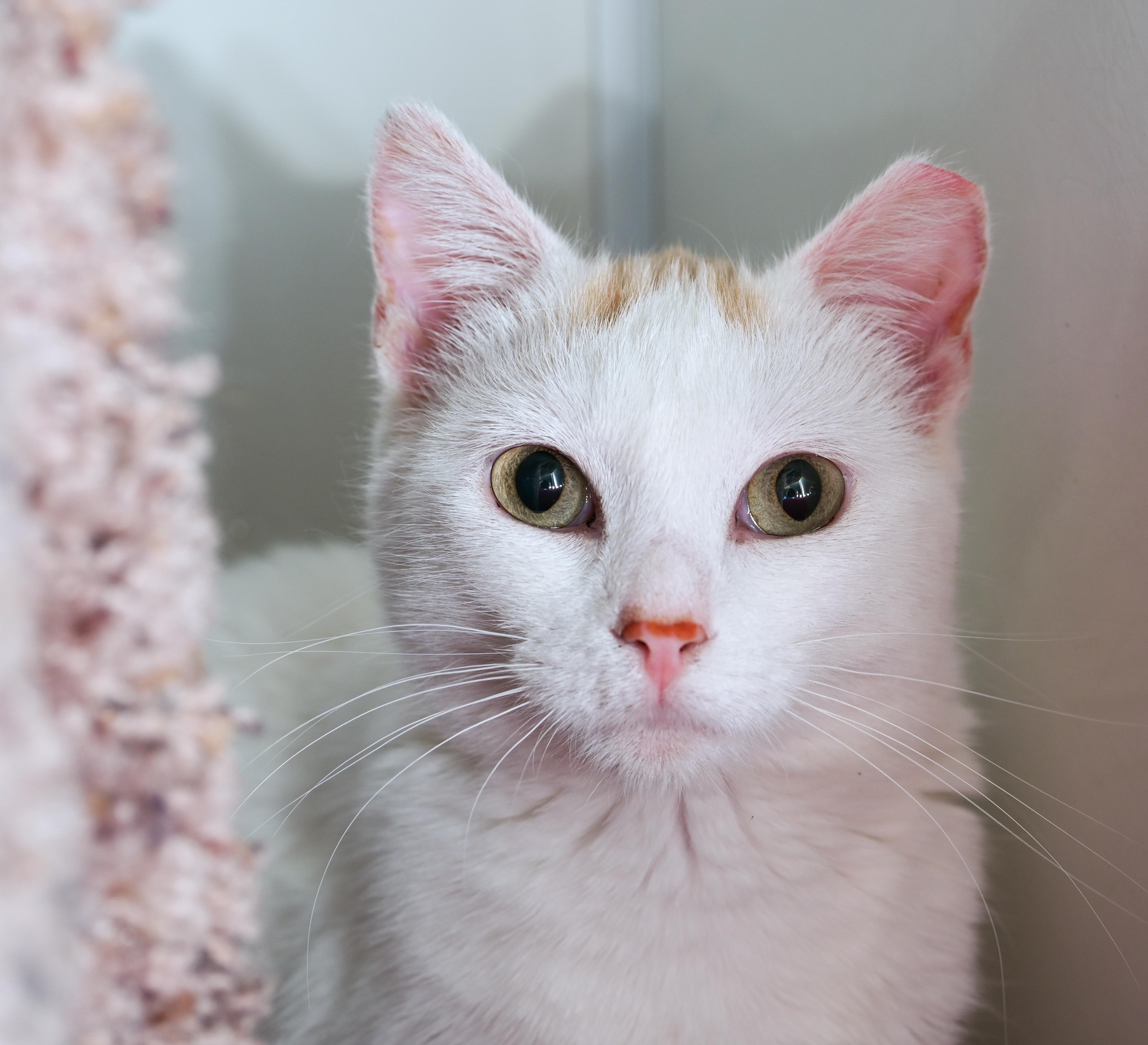 Enlarge Chiffon, a ADOPTABLE mixed breed in Chattanooga, TN image 1/6