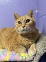 Enlarge Scarlett, a ADOPTABLE Domestic Short Hair in Manitowoc, WI image 1/1