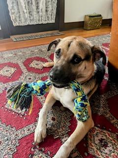 Zach, a ADOPTABLE mixed breed in Roswell, GA image 3/3