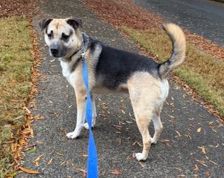 Zach, a ADOPTABLE mixed breed in Roswell, GA image 1/3