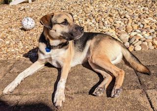Zach, a ADOPTABLE mixed breed in Roswell, GA image 2/3