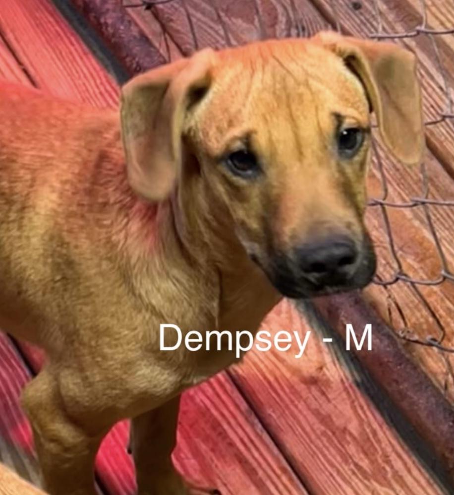 Enlarge Dempsey, a Adoptable mixed breed in Parma, OH image 1/1