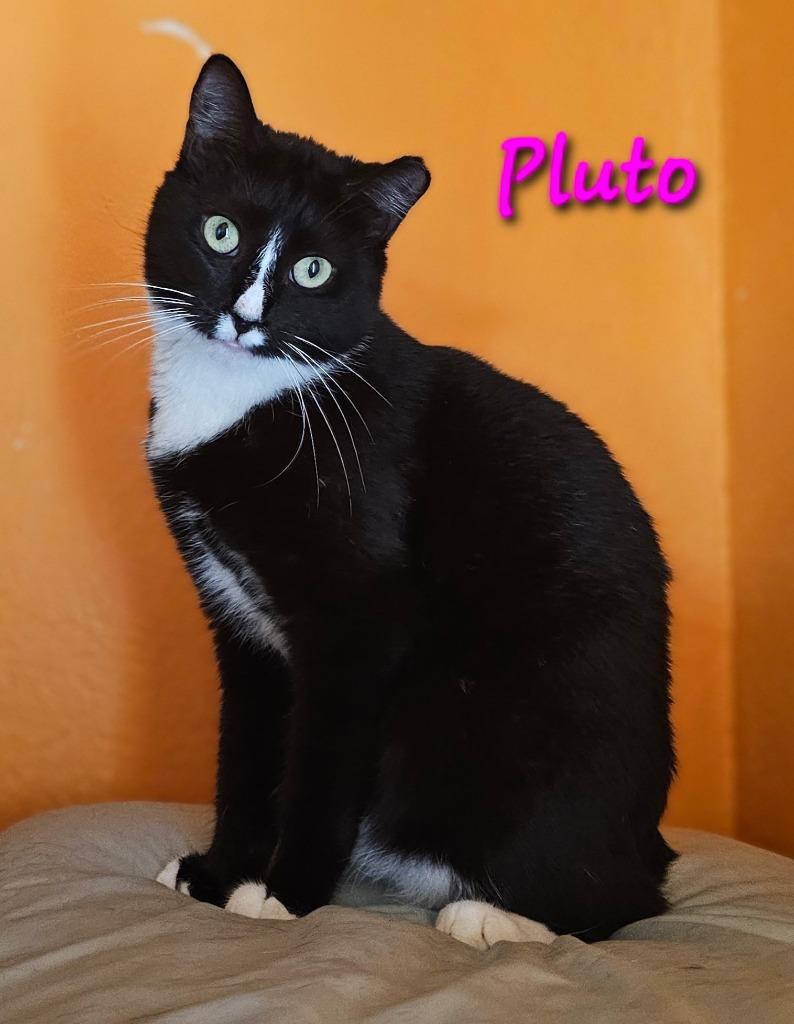 PLUTO, Adoptable, Young Female Domestic Short Hair.