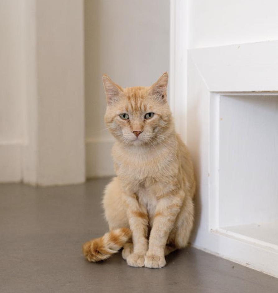 Mr Snuggles, Adoptable, Adult Male Domestic Short Hair.