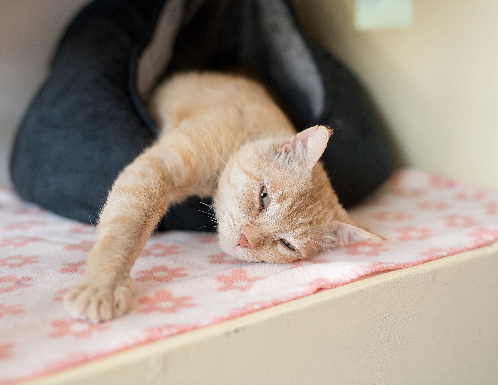 Enlarge Mr. Snuggles, a Adopted Domestic Short Hair in Oakland, CA image 2/3