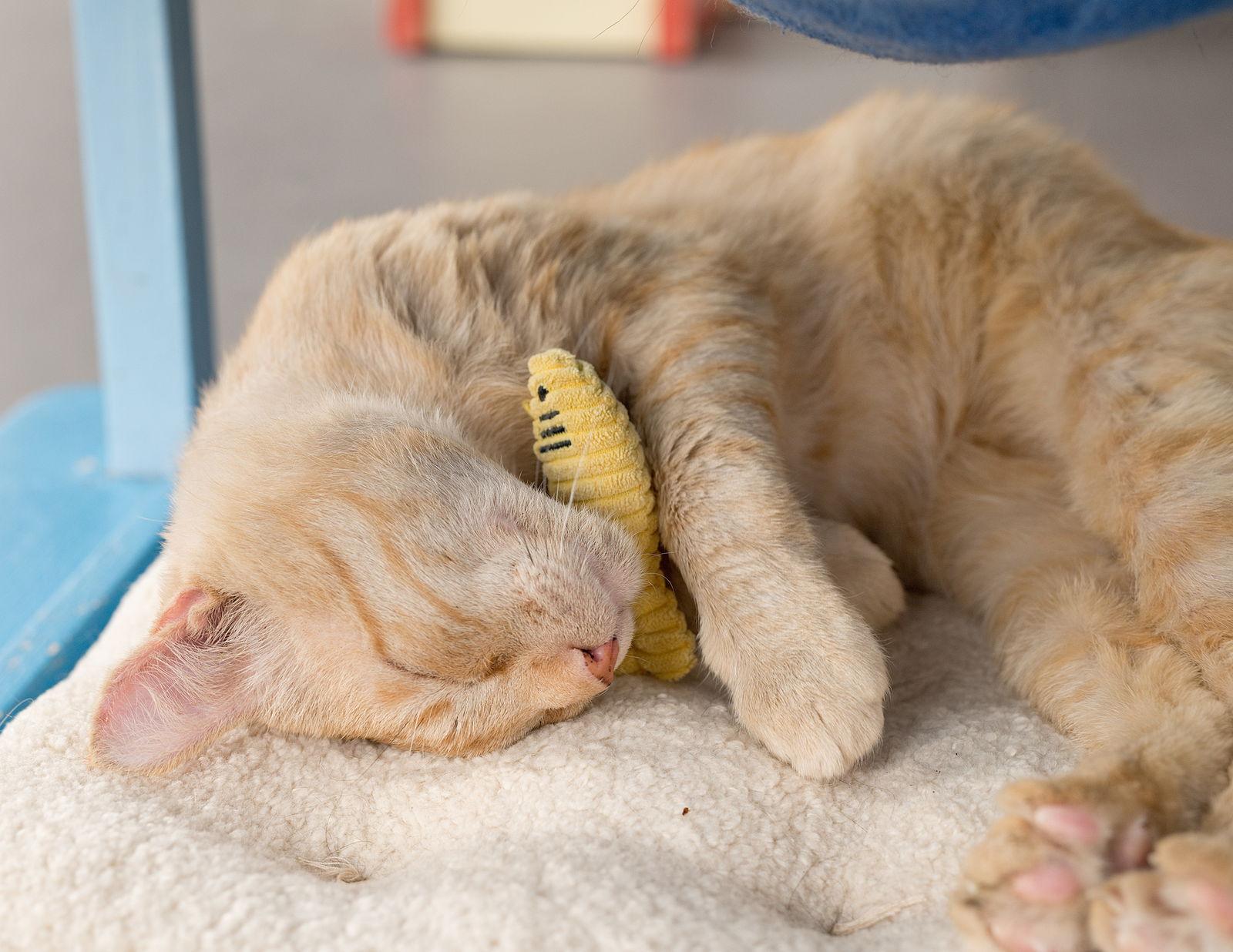 Mr Snuggles, Adoptable, Adult Male Domestic Short Hair.