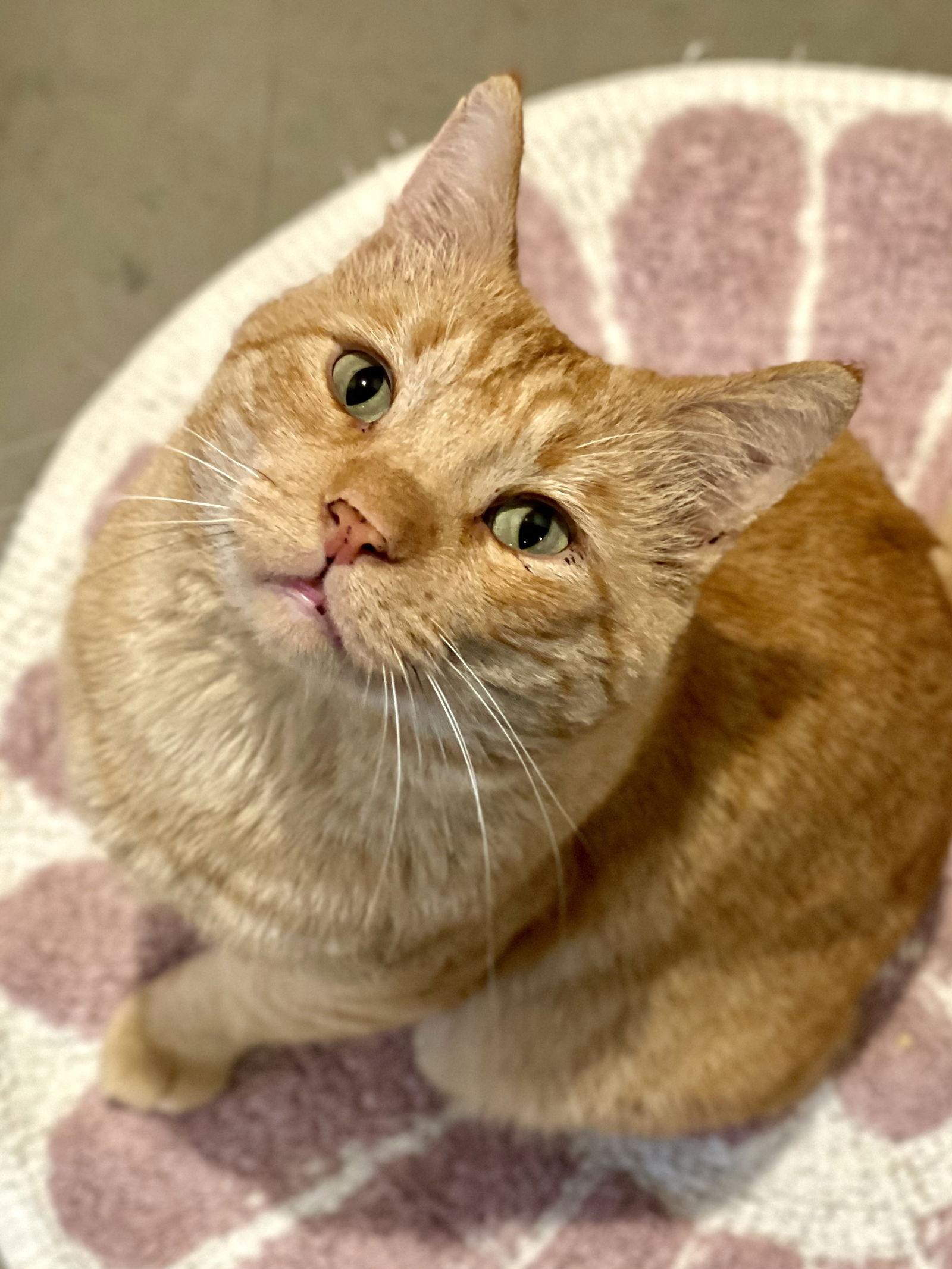 Enlarge Mr Snuggles, a Adoptable Domestic Short Hair in Oakland, CA image 2/3