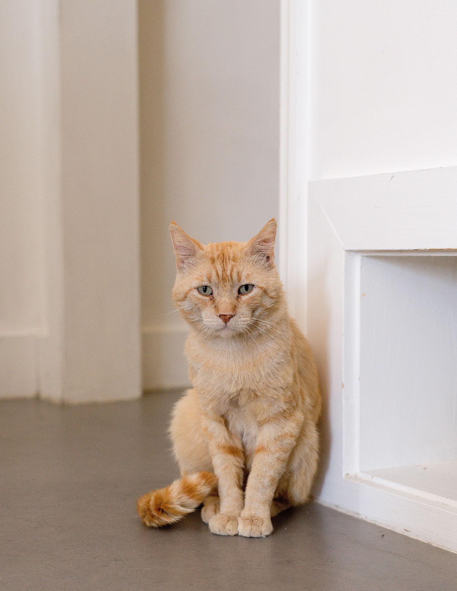 Enlarge Mr Snuggles, a Adoptable Domestic Short Hair in Oakland, CA image 3/3