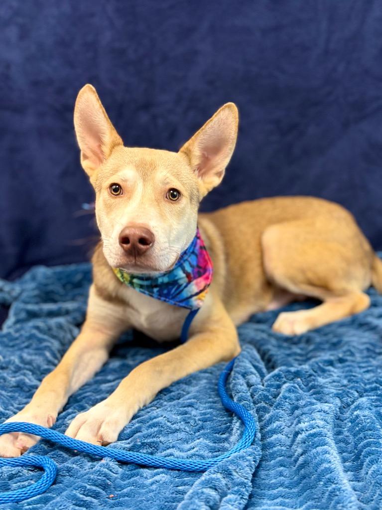 Pluto, a Adoptable mixed breed in Nacogdoches, TX image 1/5
