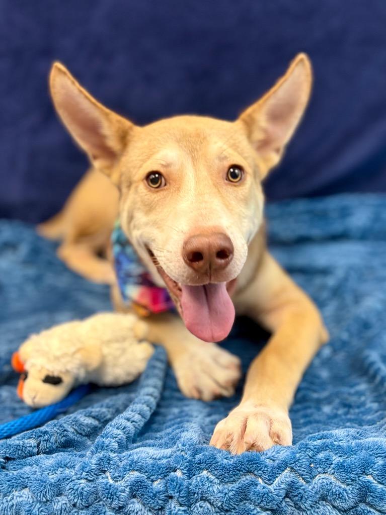 Pluto, a Adoptable mixed breed in Nacogdoches, TX image 2/5