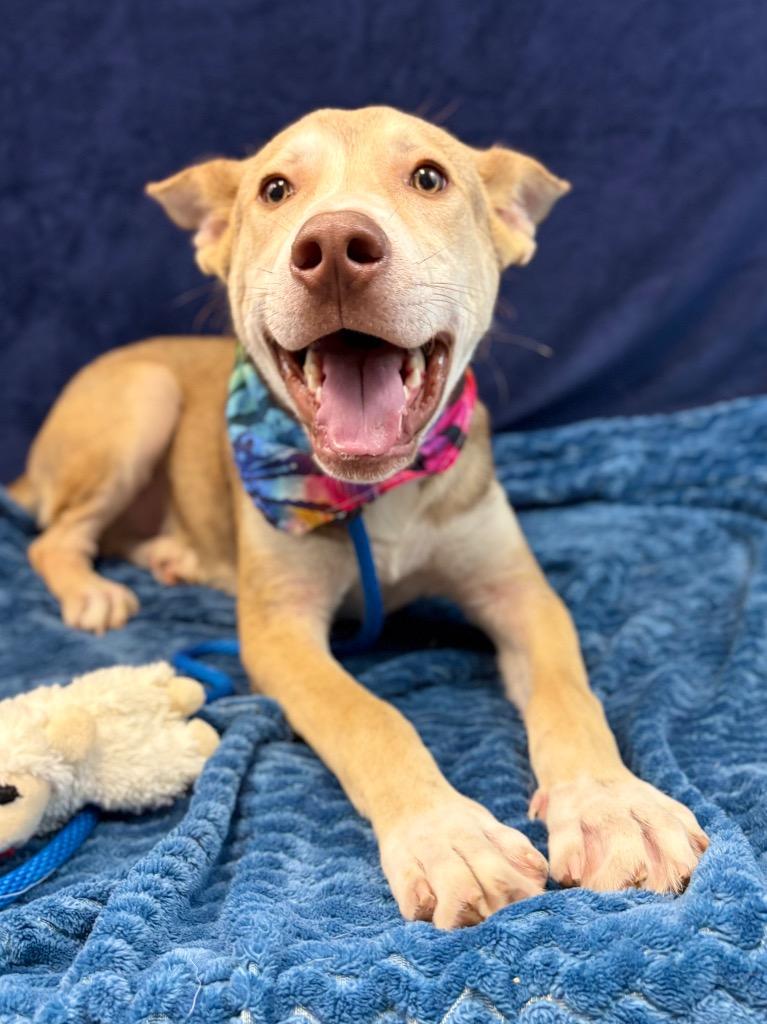 Pluto, a Adoptable mixed breed in Nacogdoches, TX image 3/5